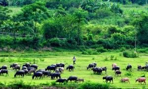 Phương hướng lãnh đạo đẩy nhanh CNH, HĐH nông nghiệp, nông thôn