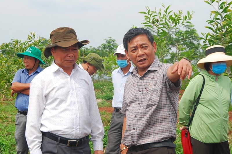 Lãnh đạo Đảng ủy Công ty Cao su Mang Yang kiểm tra vườn cây trông mới.