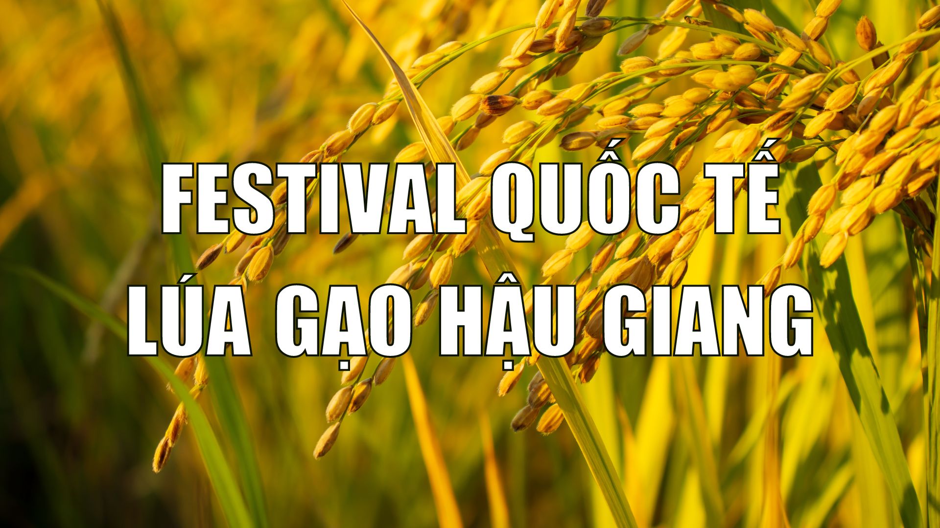 Ý Nghĩa và Tầm Quan Trọng của Festival