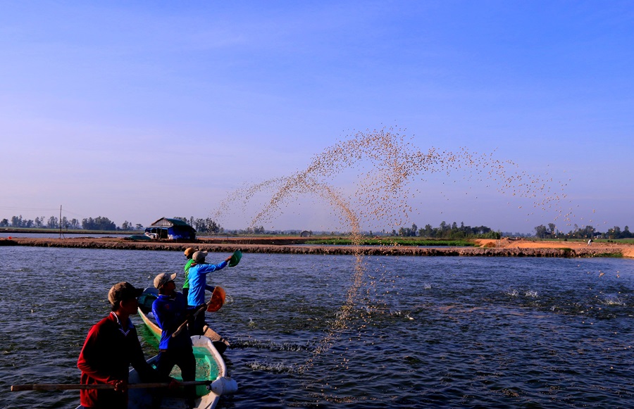 Đầu tư vốn cho nông dân nuôi cá tra xuất khẩu tại huyện vùng sâu Tam Nông, nâng cao đời sống người dân, mang về nguồn ngoại tệ lớn cho doanh nghiệp tỉnh Đồng Tháp.