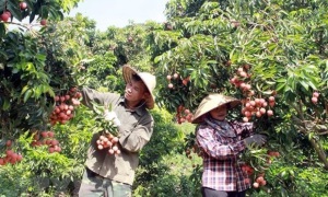 Vai trò của “Tam nông” trong sự phát triển toàn diện, vững chắc của tỉnh Bắc Giang giai đoạn mới  ​