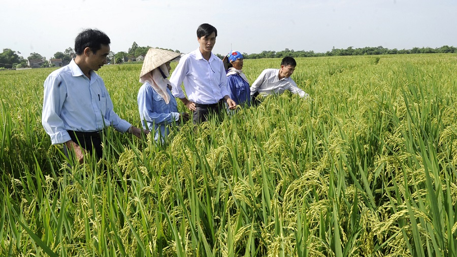 Bắc Giang là tỉnh có tiềm năng, thế mạnh phát triển nông nghiệp. Ảnh: VH.