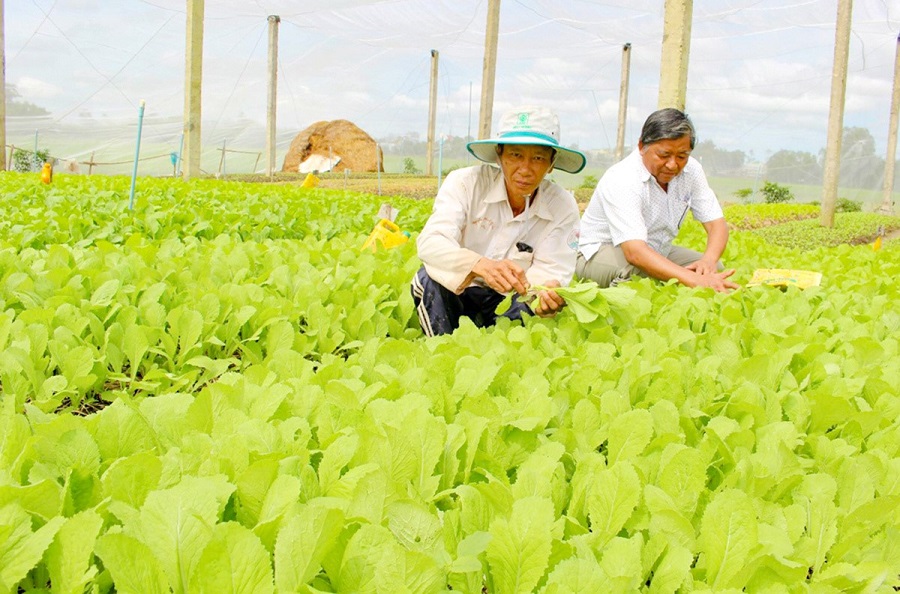 Thành công trong nông nghiệp là đòn bẩy xây dựng NTM huyện Thống Nhất.