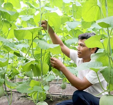 Nông dân đầu tư công nghệ cao trồng dưa lưới trong nhà màng tại xã Bảo Quang, TP.Long Khánh.