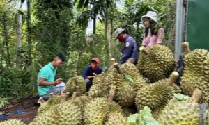 Liên kết trong sản xuất nông nghiệp ở Đồng Nai: Nâng cao giá trị và sức cạnh tranh cho nông sản