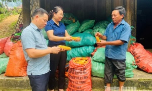 Tuyên Quang: Cán bộ nữ tham gia cấp ủy cơ sở tăng cả chất và lượng