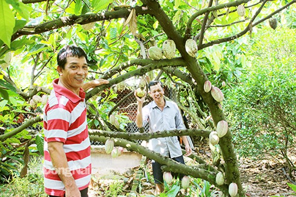 Nông dân thu hoạch ca cao tại ấp An Bình, xã Trung Hòa, huyện Trảng Bom