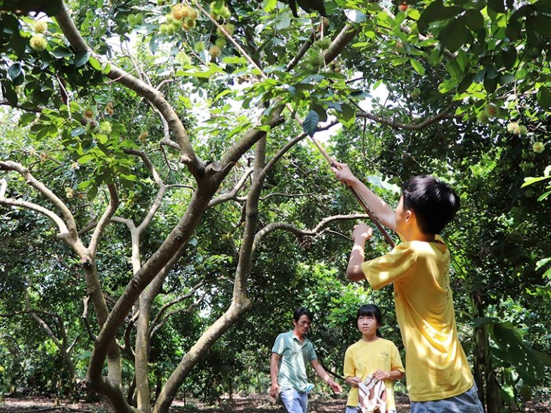 Du khách trải nghiệm hái trái cây tại vườn Hòa Khánh.