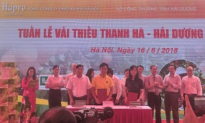 Khai mạc “Tuần lễ vải thiều Thanh Hà tại Hà Nội”